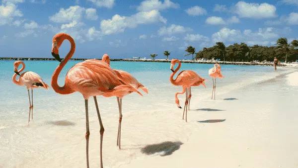 Aruba a tu aire — Mayo 2027