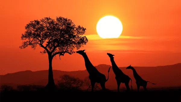 Sudáfrica de Locura — Buenos Aires — 16 Ene 2027 — Sudáfrica de Locura — Buenos Aires — 16 Ene 2027